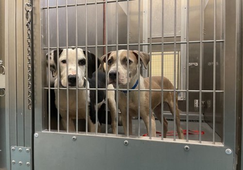 The Crucial Role of Local Shelters in Promoting Animal Welfare in East Tennessee