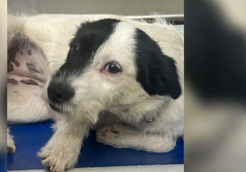 The Impact of Culture and Society on Animal Welfare in East Tennessee: An Expert's Perspective