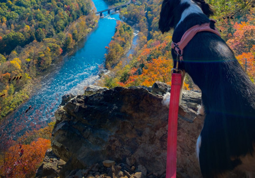 Exploring Animal Welfare Laws in East Tennessee: An Expert's Perspective