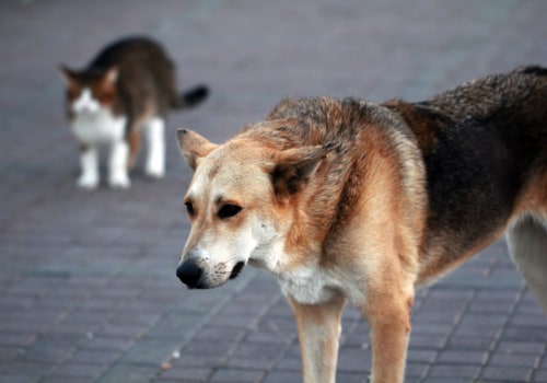 Making a Difference: How Individuals Can Promote Animal Welfare in East Tennessee