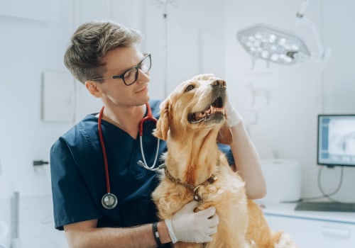 The Crucial Role of Veterinarians in Promoting and Ensuring Animal Welfare in East Tennessee