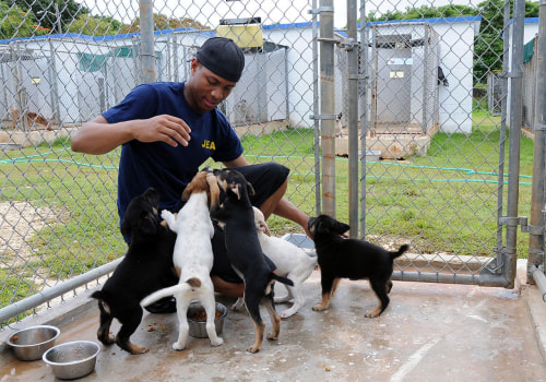 The Challenges and Solutions for Animal Welfare in East Tennessee