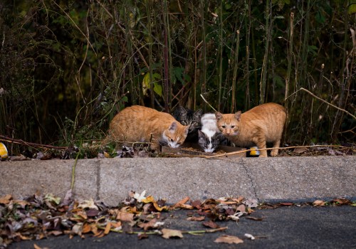 Tackling the Stray and Feral Animal Crisis in East Tennessee