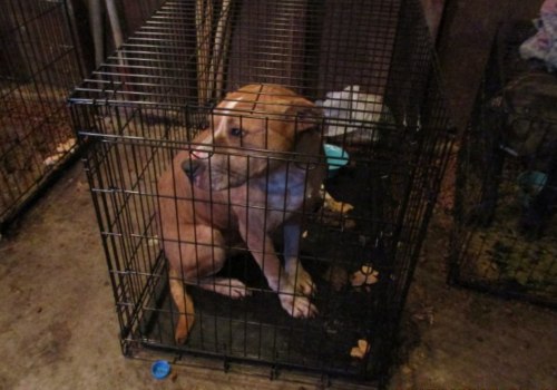 The Impact of Neglecting Animal Welfare in East Tennessee