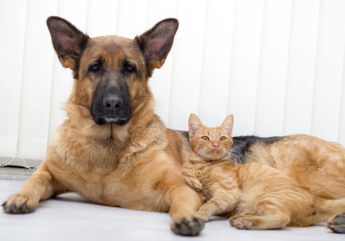 The Importance of Animal Welfare in East Tennessee