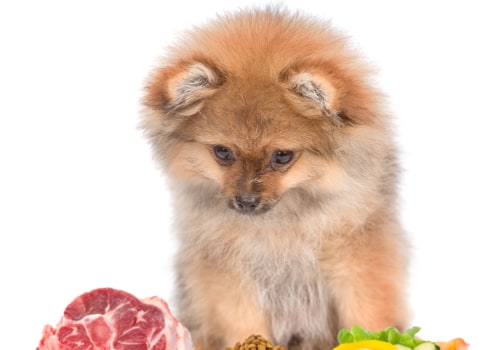 Debunking Misconceptions About Animal Welfare in East Tennessee