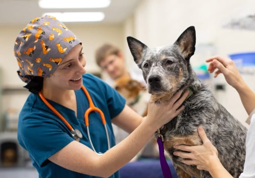 Improving Animal Welfare in East Tennessee: A Comprehensive Guide
