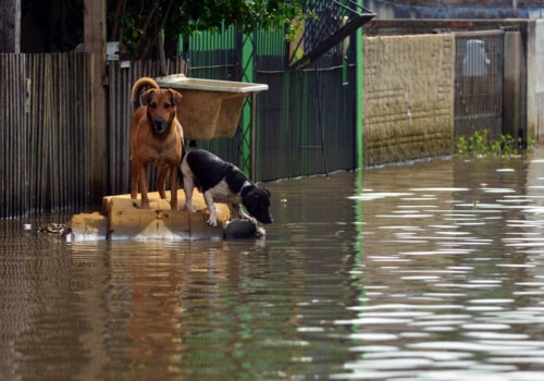 The Devastating Impact of Natural Disasters on Animal Welfare in East Tennessee