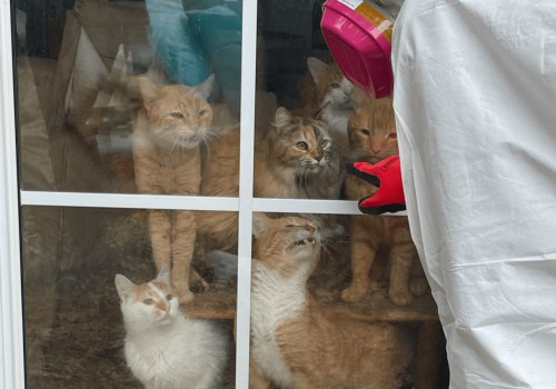 Improving Animal Welfare in East Tennessee