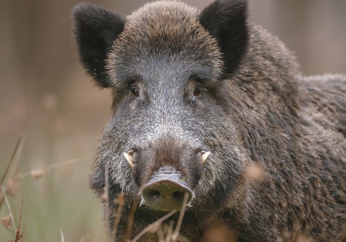 The State of Animal Welfare in East Tennessee: An Expert's Perspective