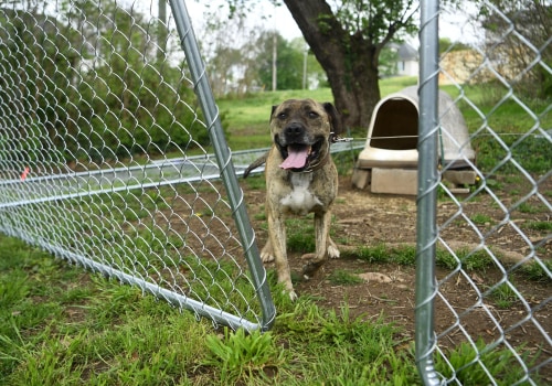Animal Welfare in East Tennessee: How Organizations are Making a Difference