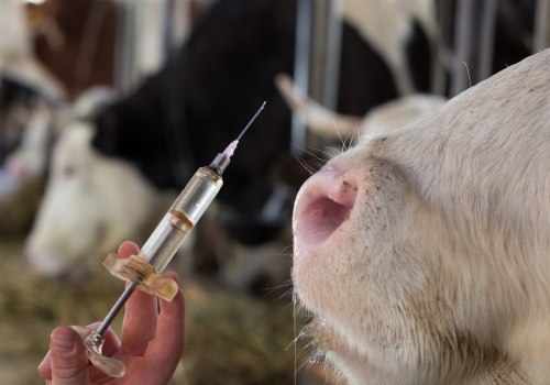 The Fight for Animal Welfare in East Tennessee