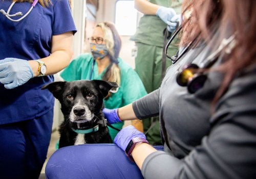 Promoting Responsible Pet Ownership in East Tennessee