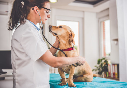 Animal Welfare in East Tennessee: How to Take Action Against Abuse and Neglect