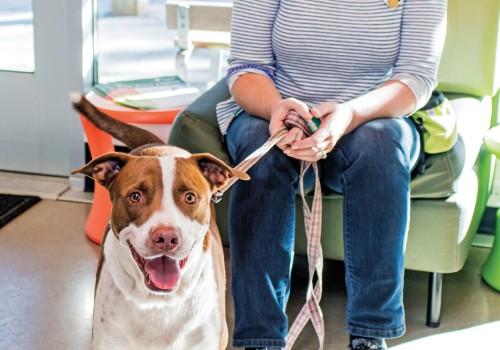 The Importance of Caring for Senior and Special Needs Animals in East Tennessee