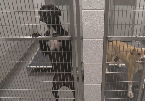 Animal Welfare in East Tennessee: A Comprehensive Guide