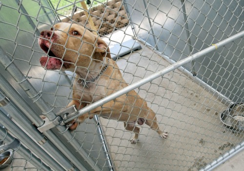 The State of Animal Welfare Laws in East Tennessee